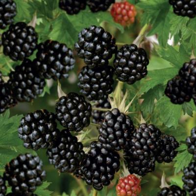 Rubus fruticosus 'Thornless Evergreen'