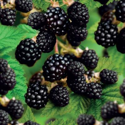 Rubus fruticosus Triple Crown