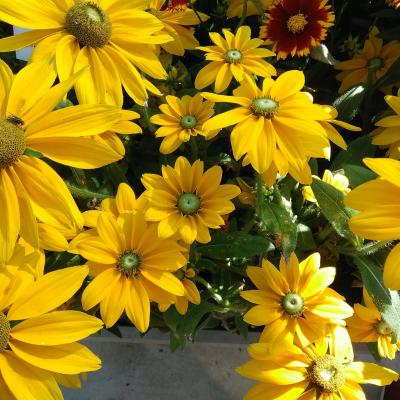 Rudbeckia hirta 'Sunbeckia Ophelia'