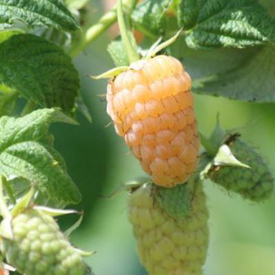 Rubus idaeus 'Fallgold'