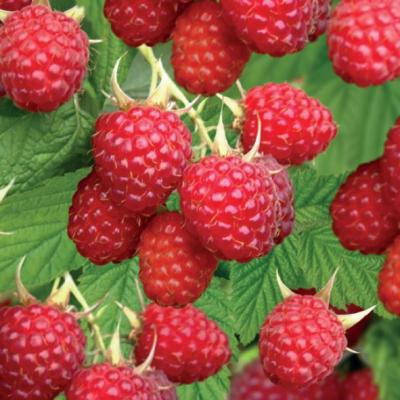 Rubus idaeus 'Glen Ample'