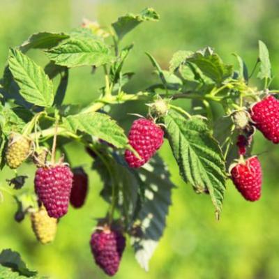 Rubus idaeus 'Héritage'