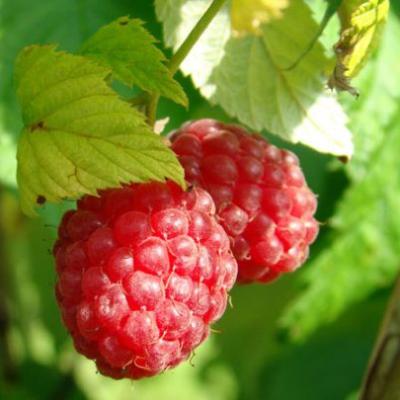 Rubus idaeus 'Schönemann'