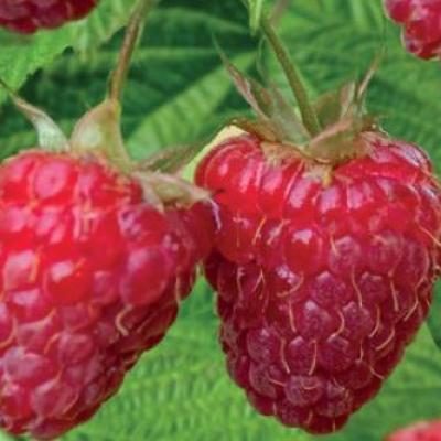 Rubus id. TwoTimer® Sugana Red®