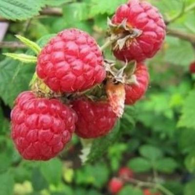 Rubus idaeus 'Zefa'