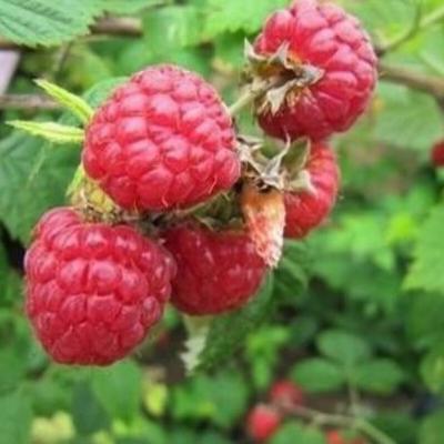 Rubus idaeus 'Zefa herbsternte' - C 2.7L