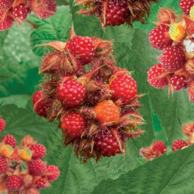 Rubus Japanse wijnbes  VP 2L
