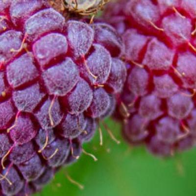 Rubus 'Loganberry'