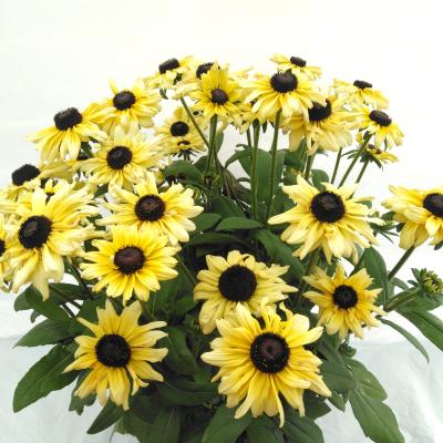 Rudbeckia summerina Mix