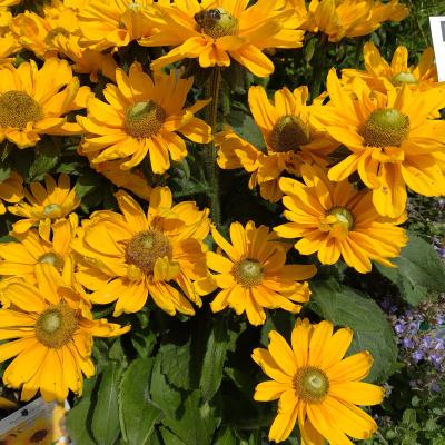 Rudbeckia 'Sunbeckia Ophelia'