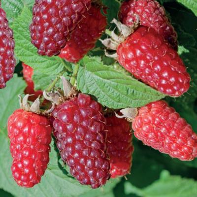 Rubus Tayberry