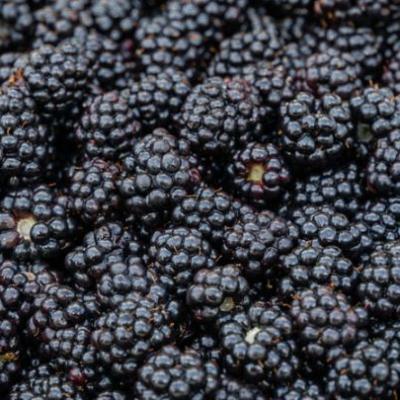 Rubus fru. 'Thornless Evergreen'