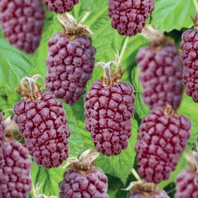 Rubus 'Thornless Loganbes'