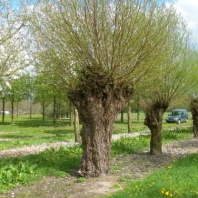 Salix alba 'Liempde'  