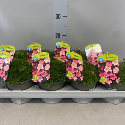 Saxifraga arend. 'Peter Pan'