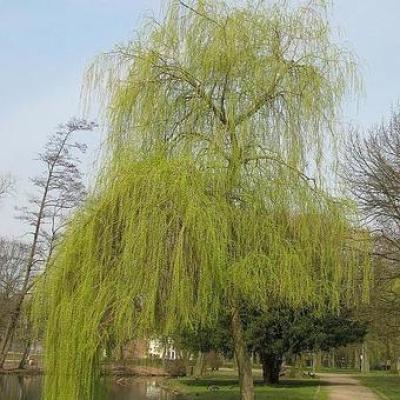 Salix alba 'Tristis'  