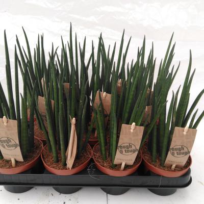 Sansevieria bacularis 'Mikado'