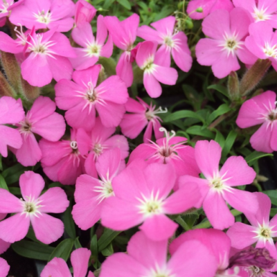 Saponaria hybride 'Bressingham'