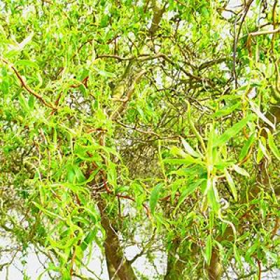 Salix babylonica 'Tortuosa'