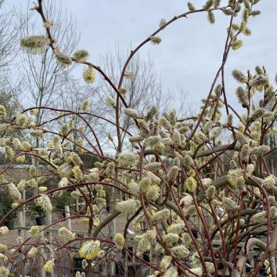 Salix caprea 'Curly Locks'