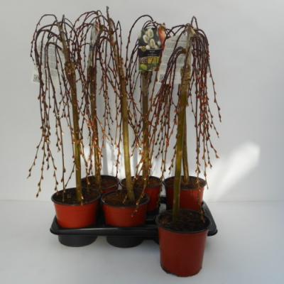 Salix caprea 'Kilmarnock'