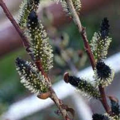 Salix caprea 'Kurome'