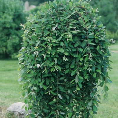 Salix caprea 'Pendula'