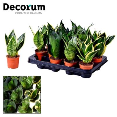 Sansevieria trifa. 'Dwarf mix'