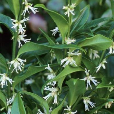 Sarcococca 'Fragrant Mountain' PBR