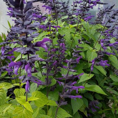 Salvia gua. 'Black & Bloom'