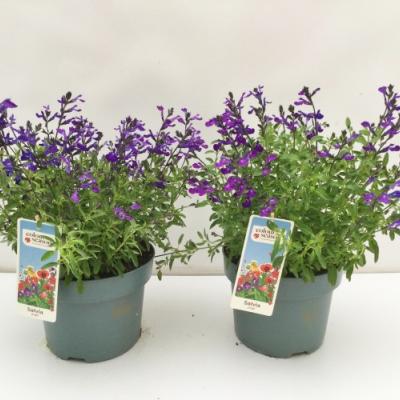 Salvia greggii Blue