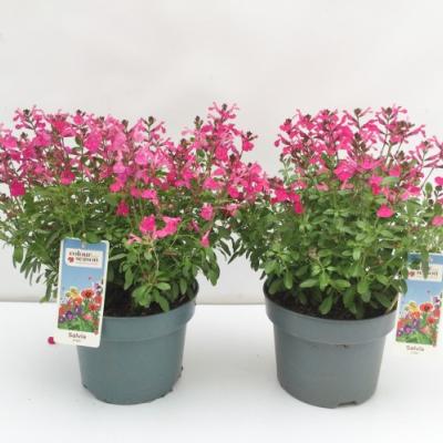Salvia greggii Fuchsia