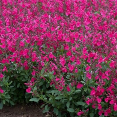 Salvia greggii Mirage Hot Pink