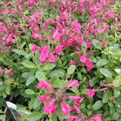 Salvia gre. 'Mirage® Pink'