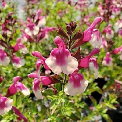 Salvia greggii 'Mirage Rose Bicolor'
