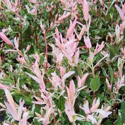 Salix integra 'Flamingo'