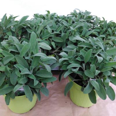 SALVIA OFFICINALIS P14 - ITALIE