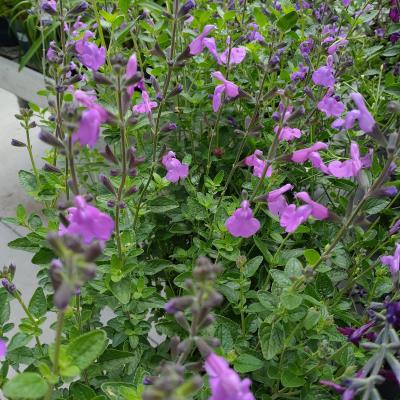 Salvia microph. 'Blue Monrovia'