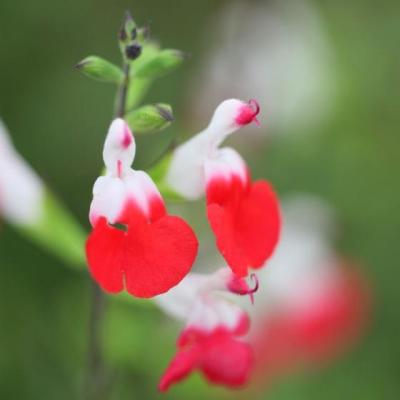 Salvia microph. 'Hot Lips'