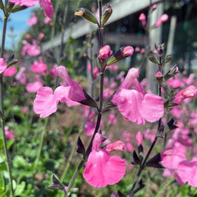 Salvia microphylla Light Rose