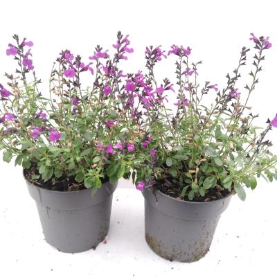 Salvia microphylla mix