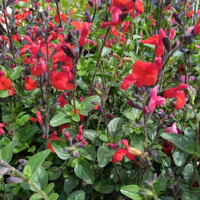 Salvia microphylla 'Red'  - rood / rouge