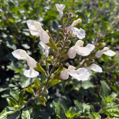 Salvia microphylla 'White'
