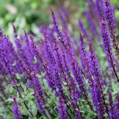 Salvia nem. 'Caradonna'