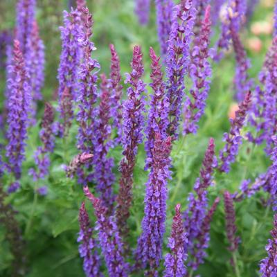 Salvia nem. 'Mainacht'