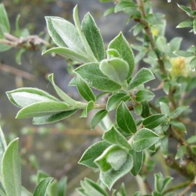 Salix repens