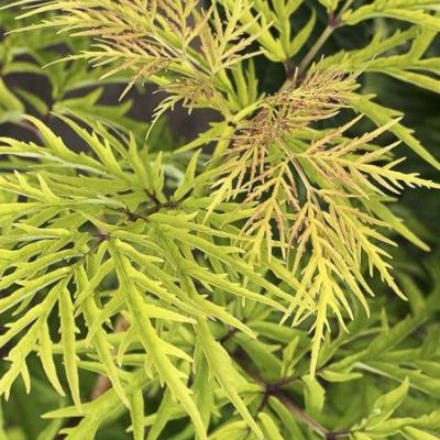 Sambucus rac. 'Lemony Lace'