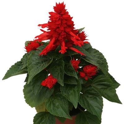 Salvia splendens  rood - rouge