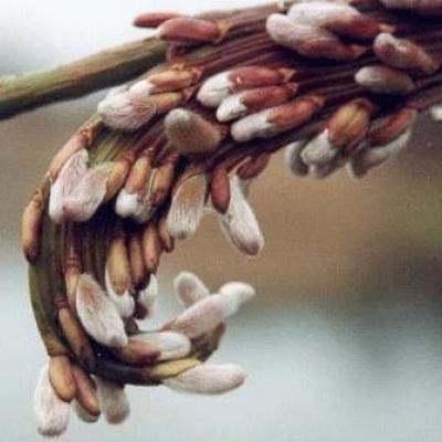 Salix sachalinensis 'Sekka'