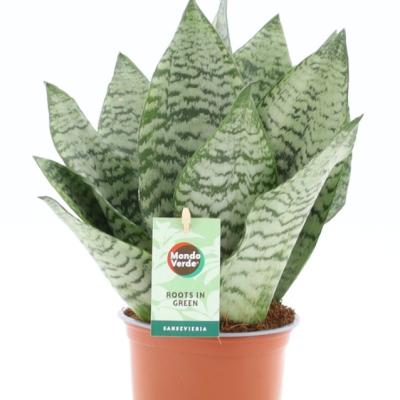 Sansevieria trifa. 'Black Coral'